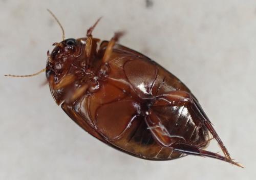 Agabus didymus